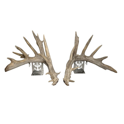Tabletop Antler Anchor - White Out