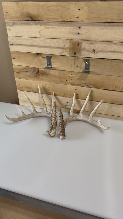 Shed Antler Hanger Set - Booner Size - White Out