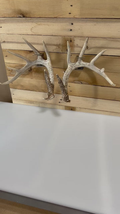 Shed Antler Hanger Set - Booner Size - White Out